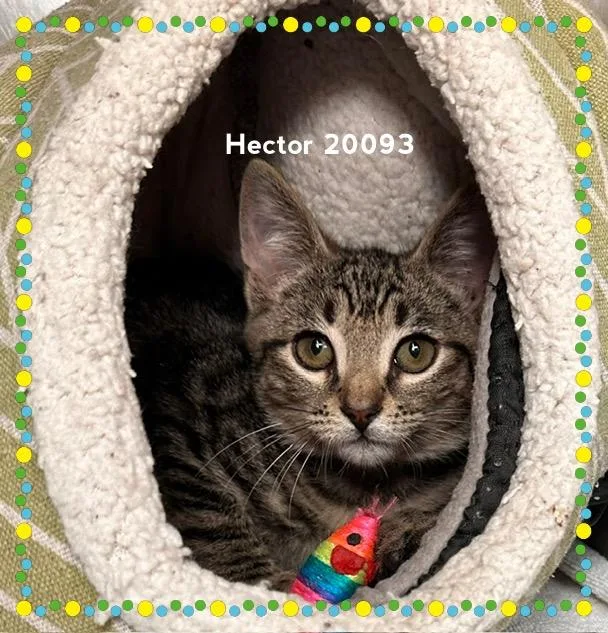 Hector thumbnail 5