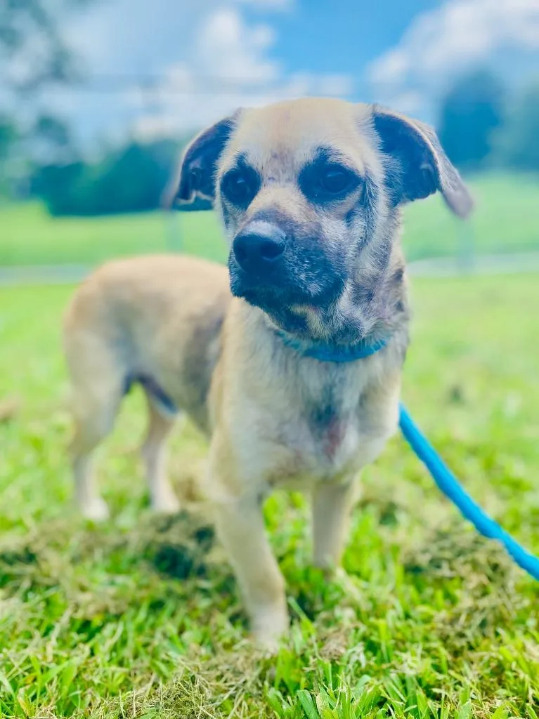 A young large-sized male Mixed Breed dog named Copper for adoption in Chickamauga , GA