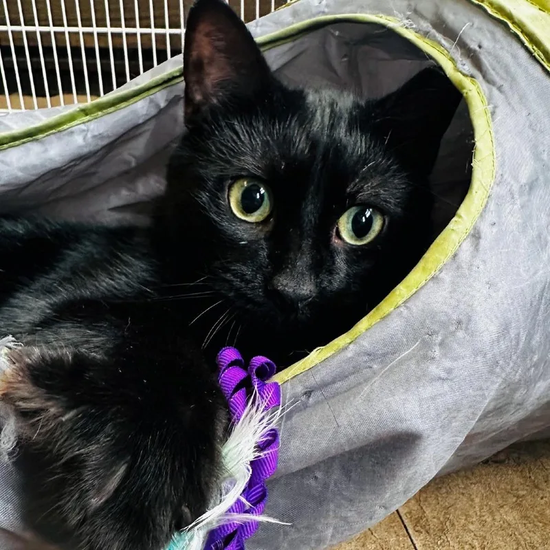 An adult small-sized male Domestic Short Hair cat named Coal for adoption in Monticello, IL