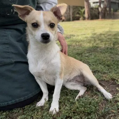 A young small-sized female Chihuahua dog named Sweetie for adoption in Oakland, CA