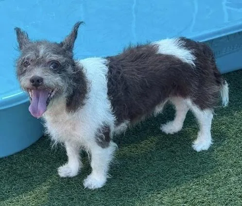 An adult small-sized male Tricolor (Brown, Black, & White) Cairn Terrier dog named Russell for adoption in Plymouth, MN