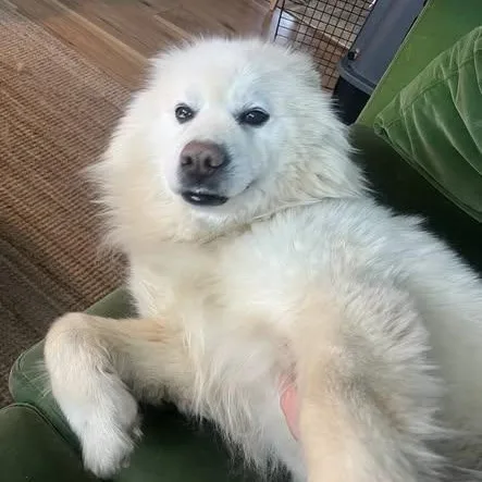 Apollo