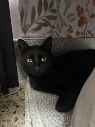 An adult small-sized male Domestic Short Hair cat named Gordo for adoption in Madison, NJ