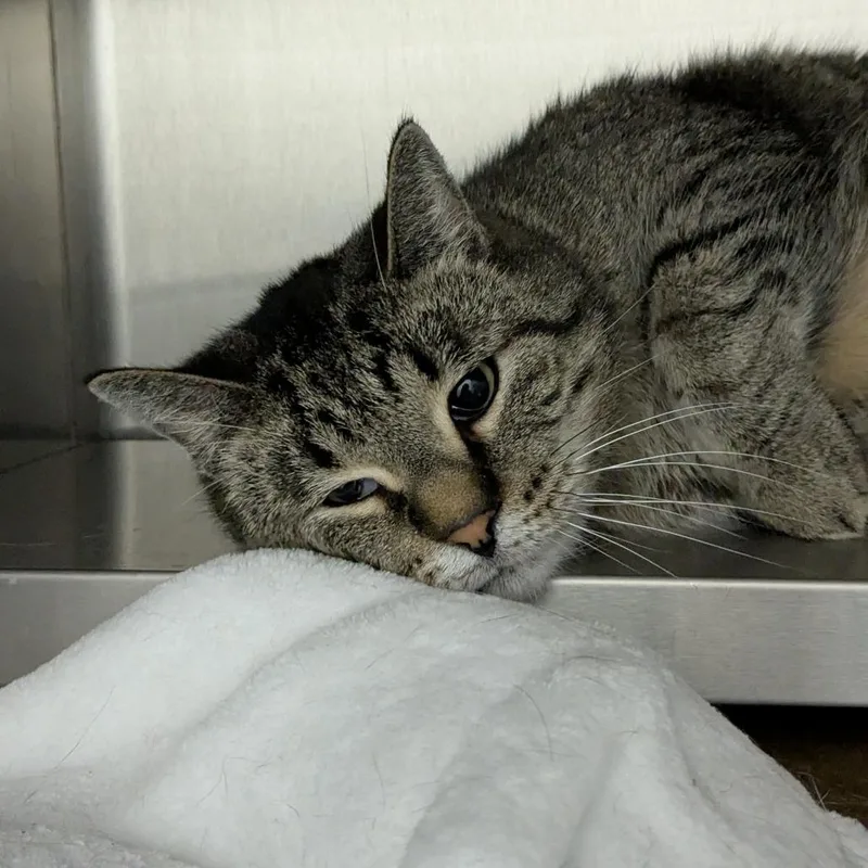 Theodore thumbnail 2