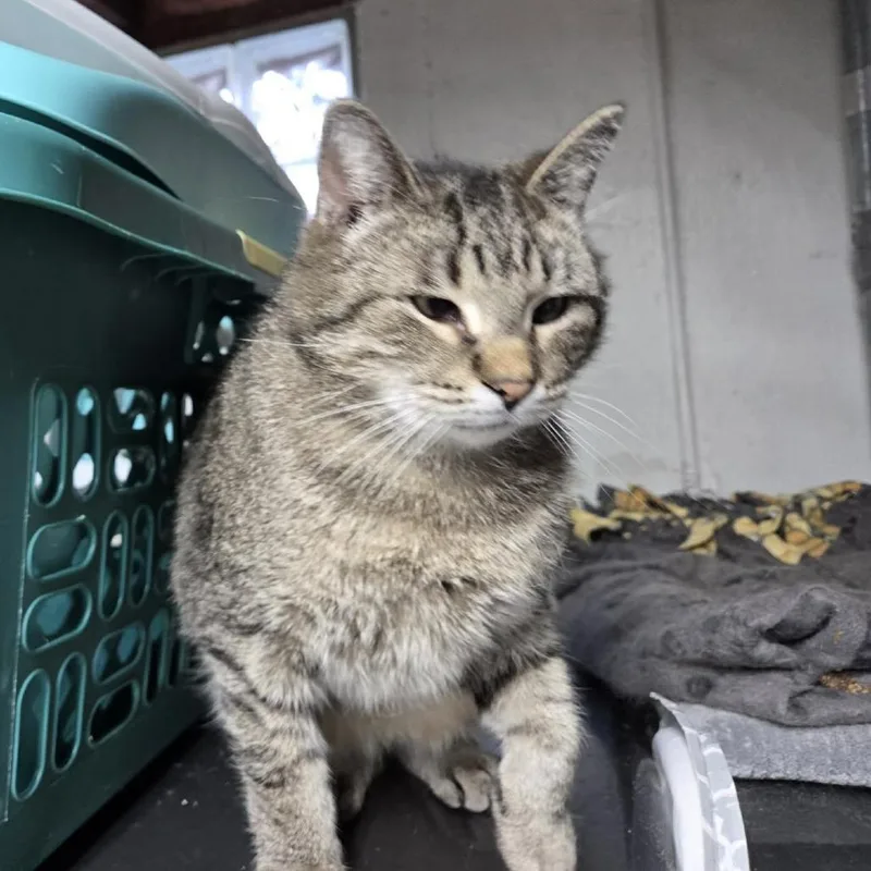 Theodore thumbnail 3