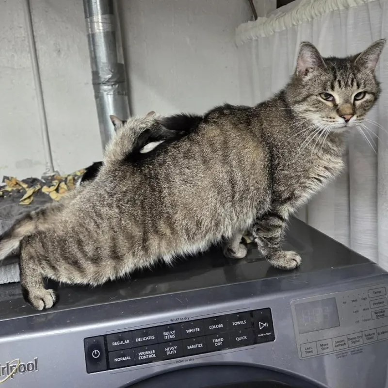 Theodore thumbnail 4