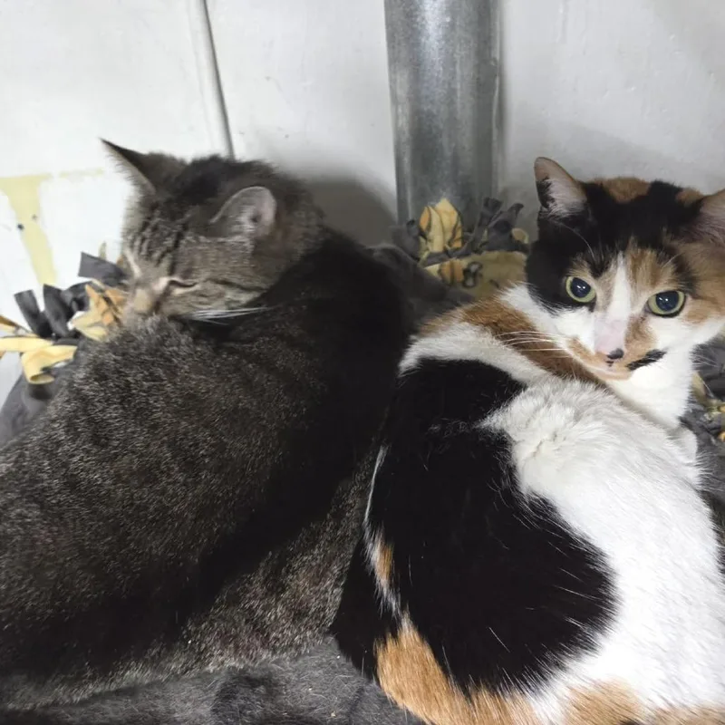 Theodore thumbnail 5