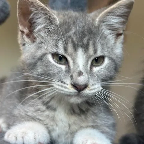 A baby medium-sized male Domestic Short Hair cat named Ash for adoption in Lakeville, MN