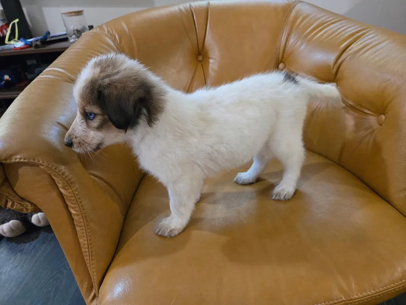 Tootsie thumbnail 3