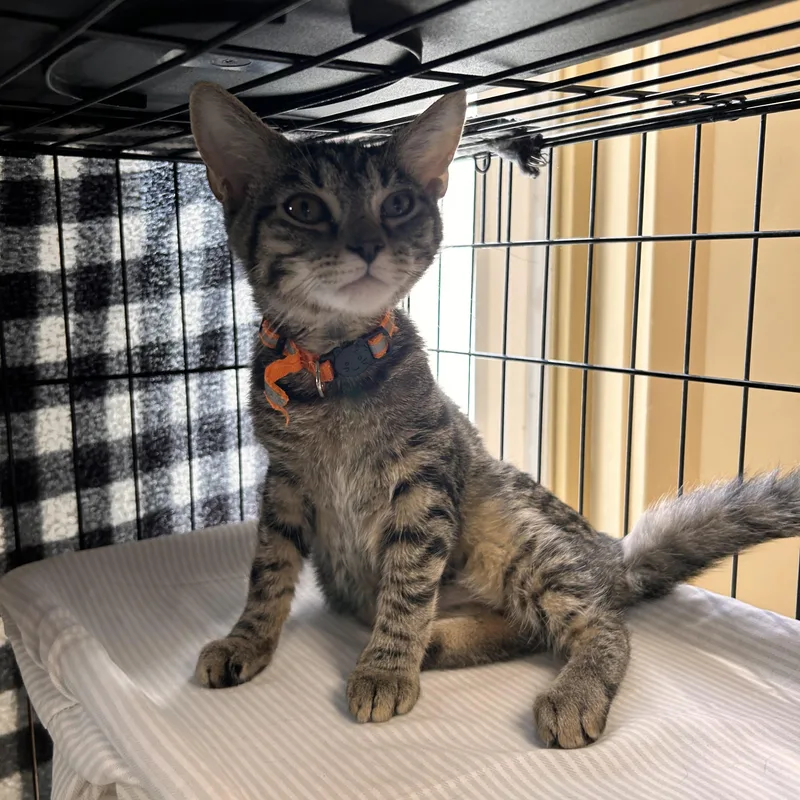 A young small-sized female Domestic Short Hair cat named Chickadee for adoption in Myerstown, PA