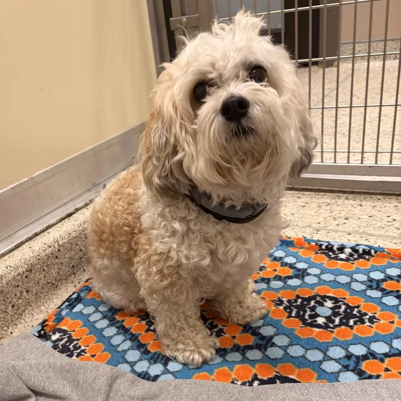 A senior small-sized male Shih Tzu dog named Scooter for adoption in Nashville, IN