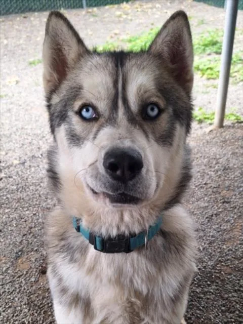 An adult large-sized male Husky dog named Capri for adoption in Woodland, CA