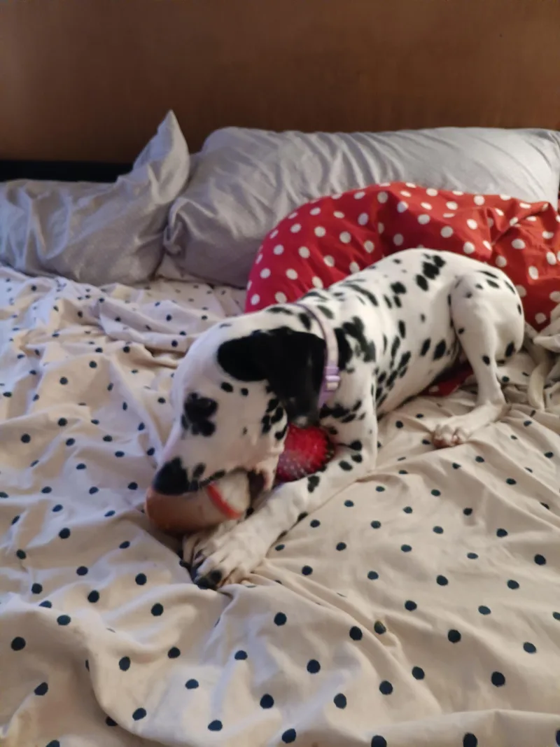A young medium-sized female Dalmatian dog named Daisy for adoption in San Diego, CA