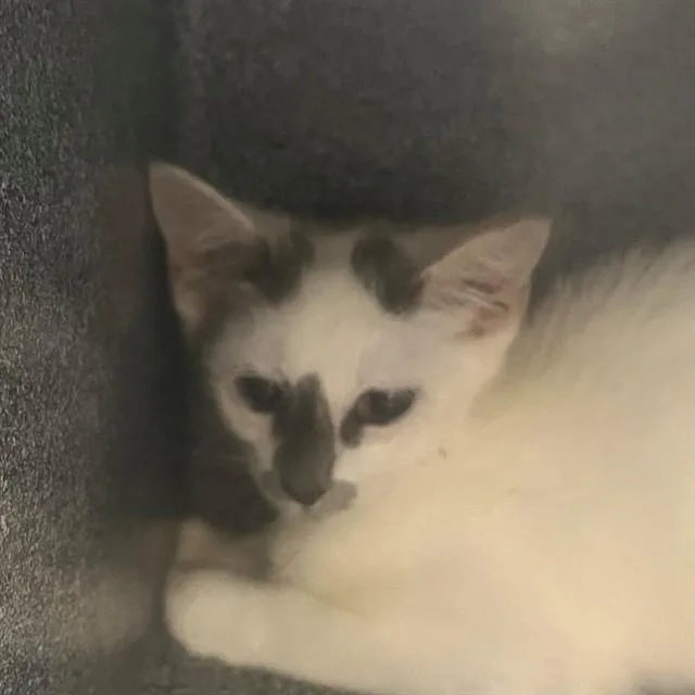 A baby small-sized male Domestic Short Hair cat named Darius for adoption in Naples, FL