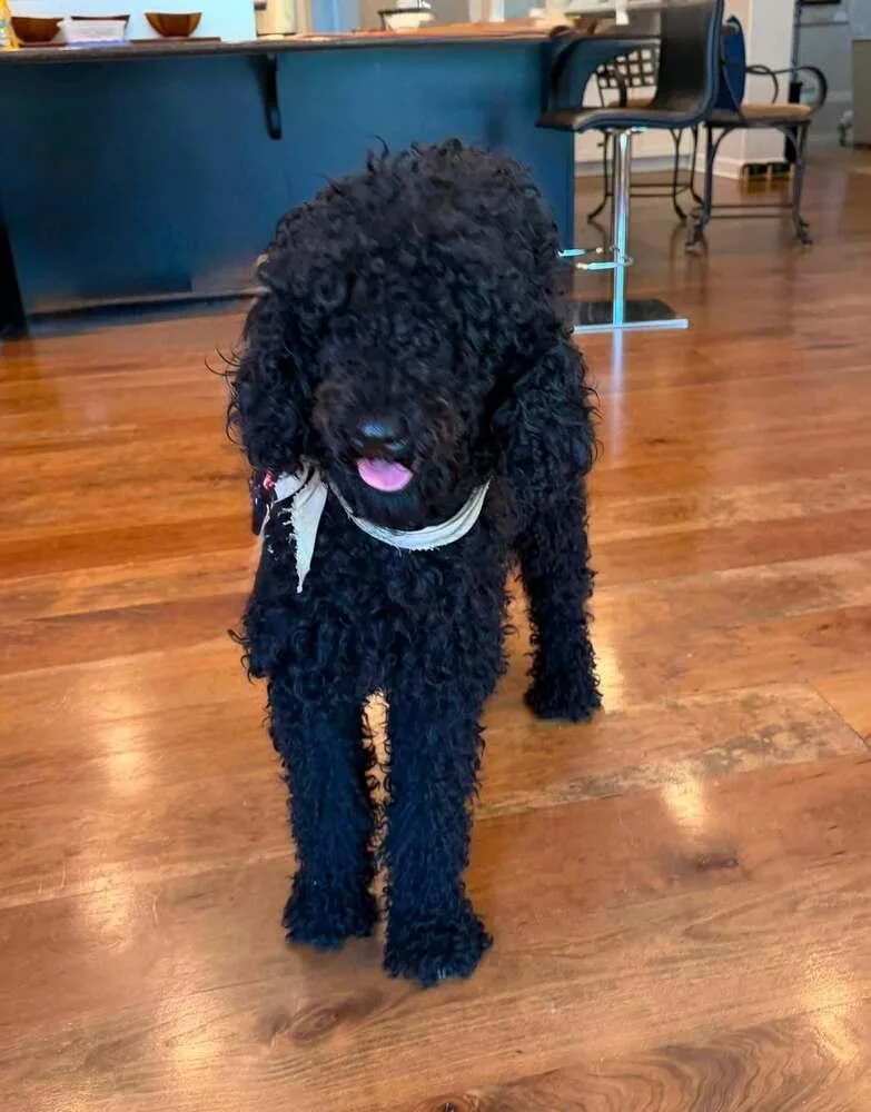 A young medium-sized female Black Goldendoodle dog named Black Pearl for adoption in Richmond, TX