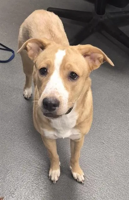 A young medium-sized female Labrador Retriever dog named Goldie for adoption in Corpus Christi, TX