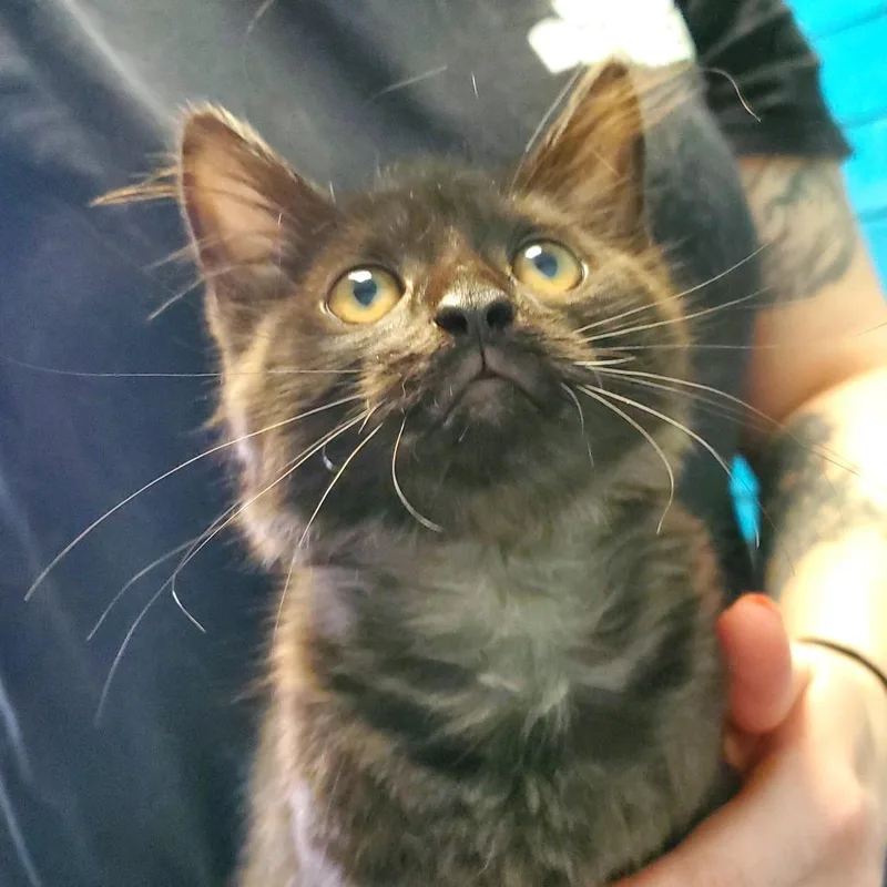 A baby small-sized female Black Domestic Long Hair cat named Zoey for adoption in PITTSBURGH, PA