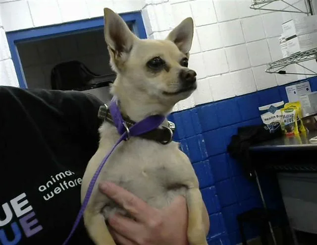A young small-sized female Chihuahua dog named Peanut for adoption in Albuquerque, NM