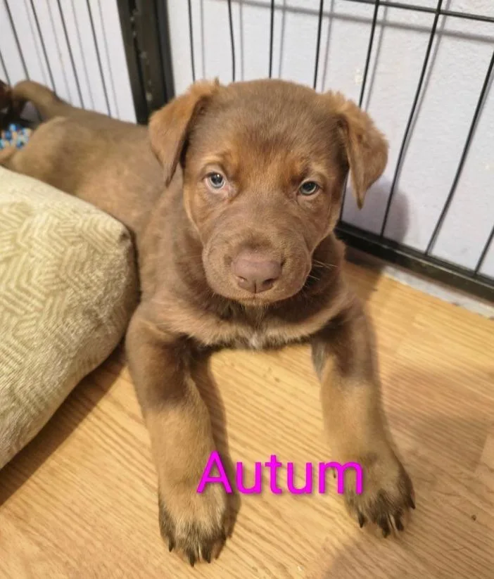 Autumn
