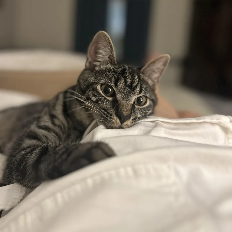 A young small-sized male Tabby cat named Cubbie for adoption in Altoona, PA