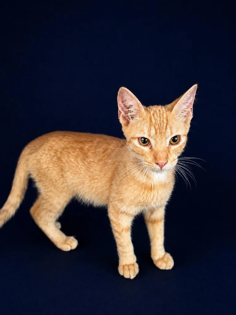 A young medium-sized male Domestic Short Hair cat named Pickle for adoption in Wauchula, FL