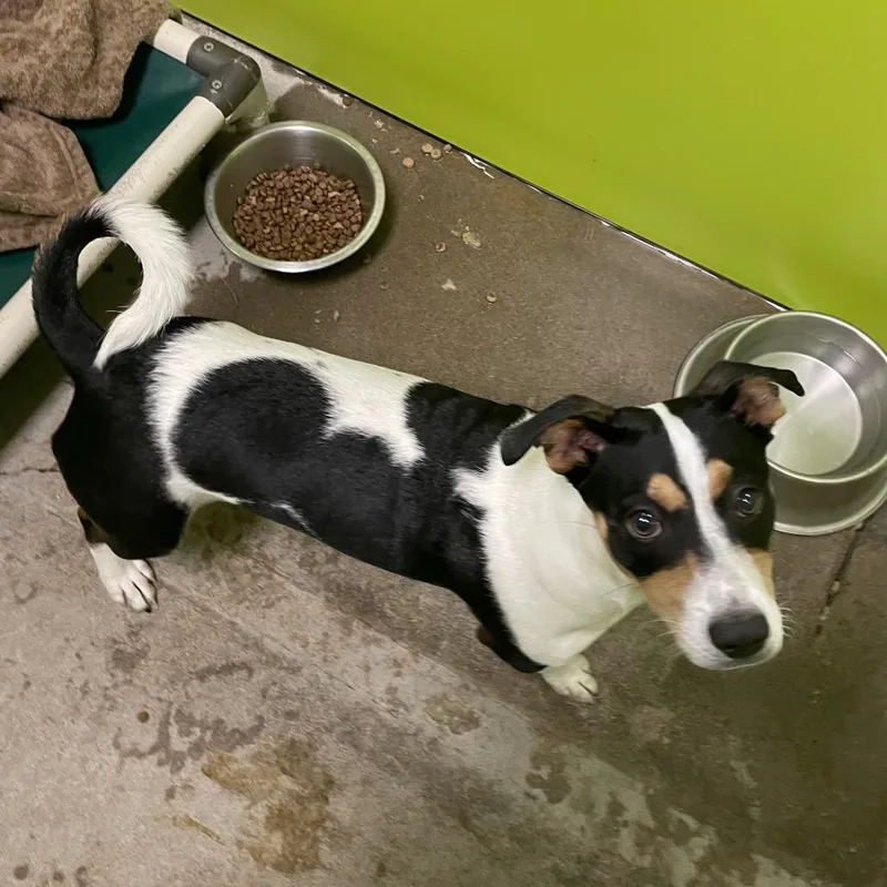 A young medium-sized male Black Jack Russell Terrier dog named Ringo for adoption in Spokane, WA