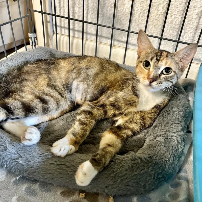A young medium-sized female Brown / Chocolate Domestic Short Hair cat named Meowcus Park for adoption in Carencro, LA