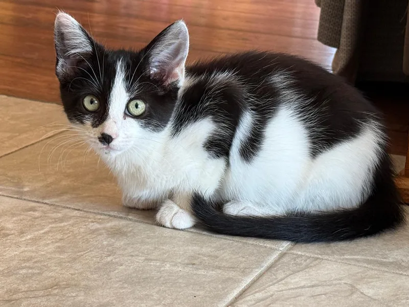 A baby small-sized female Black & White / Tuxedo Domestic Short Hair cat named Oreo McFlurry for adoption in Hartville, OH