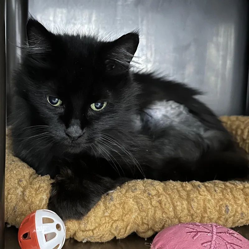 An adult medium-sized female Black Domestic Long Hair cat named Eclipse for adoption in Grand Rapids, MI