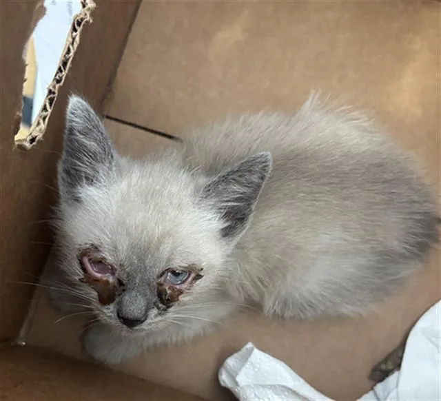 A baby medium-sized male Domestic Short Hair cat named Finn for adoption in Dallas, TX