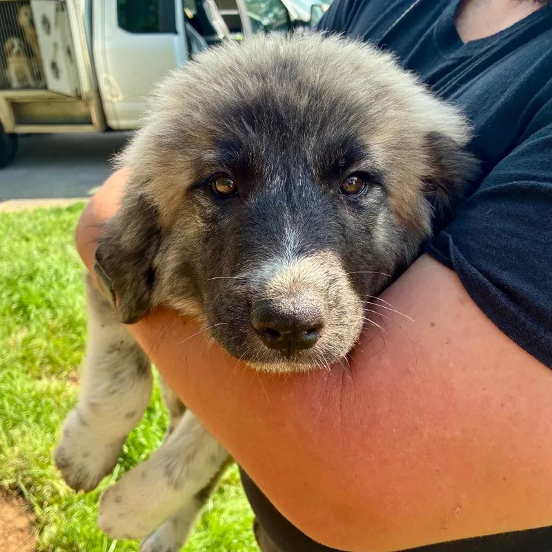 A baby small-sized female Gray / Blue / Silver Great Pyrenees dog named Maggs for adoption in Chattanooga, TN