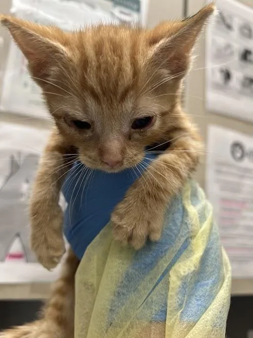 A baby small-sized male Domestic Short Hair cat named Harold for adoption in Las Vegas, NV