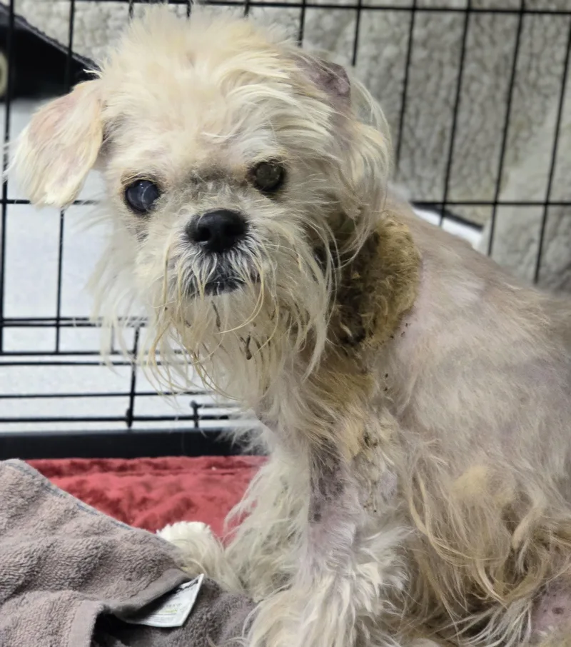 A senior small-sized female White / Cream Shih Tzu dog named Lola for adoption in Amityville, NY