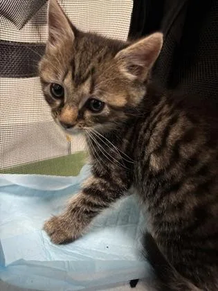 A baby small-sized male Domestic Short Hair cat named Dr. Pepper for adoption in Cumming, GA