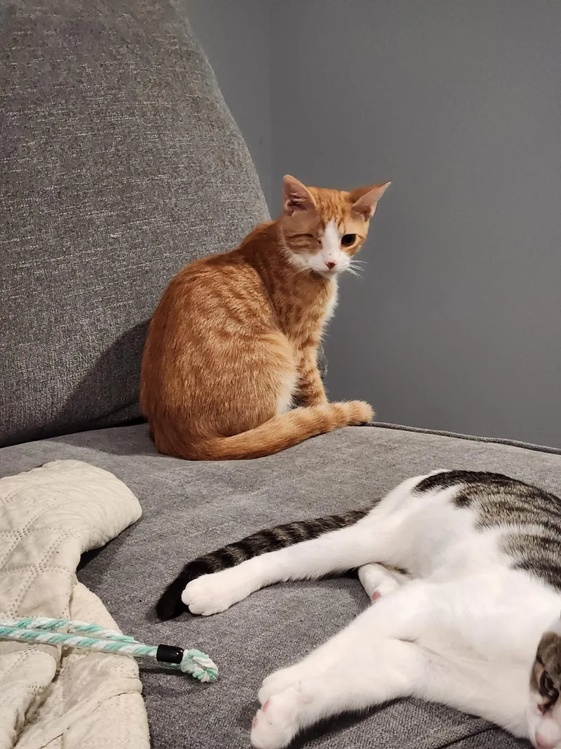 A young large-sized male Domestic Short Hair cat named Apricot for adoption in Pittsboro, NC