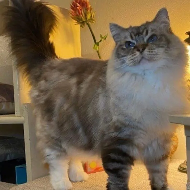 A senior medium-sized female Ragdoll cat named Magnolia Holmes for adoption in Eagle Mountain, UT