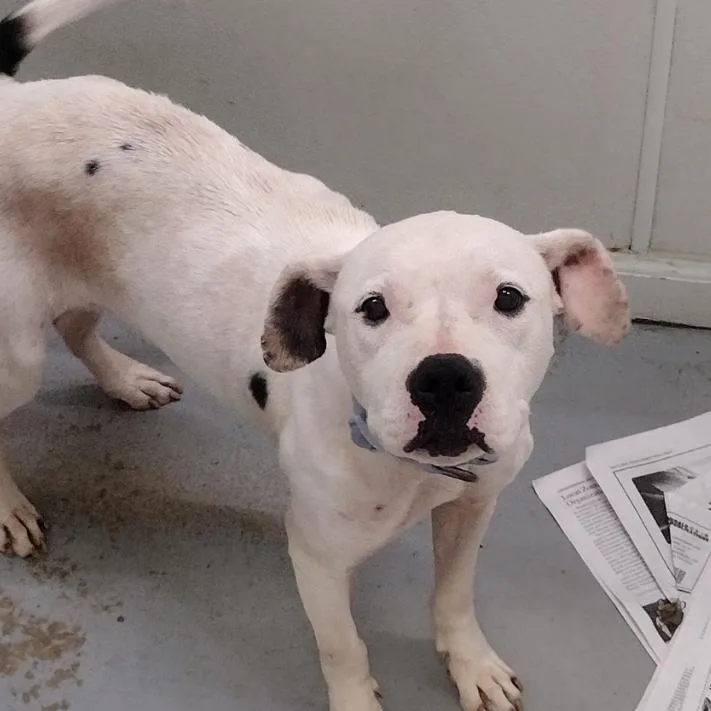 An adult small-sized female White / Cream Mixed Breed dog named Lucille for adoption in Troy, IL