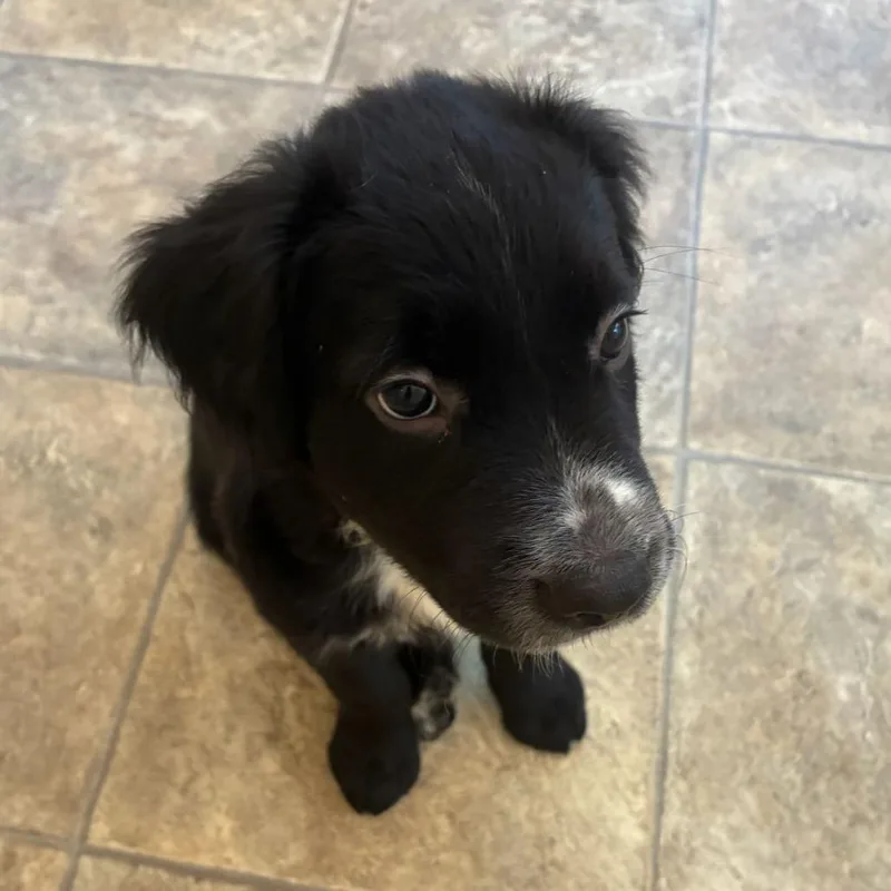 A baby large-sized male Black Mixed Breed dog named Mustard for adoption in Ocala, FL