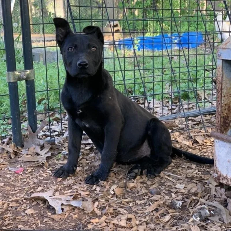 A senior medium-sized female Shepherd dog named Gemma for adoption in Peachtree City, GA