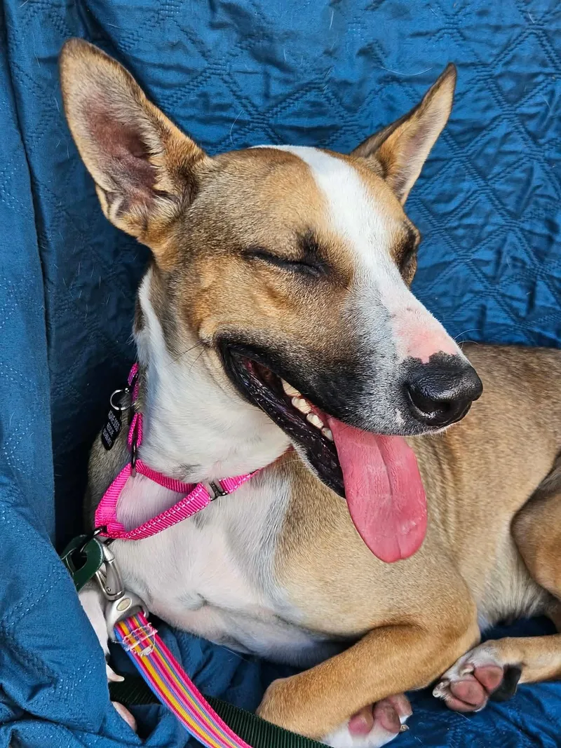 Penelope