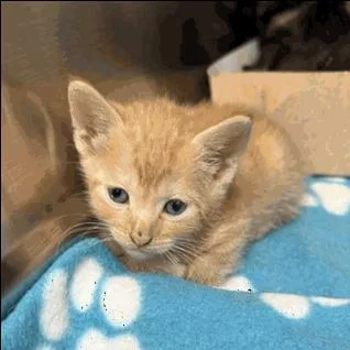 A baby small-sized male Orange / Red Domestic Short Hair cat named Riley for adoption in Indianapolis, IN