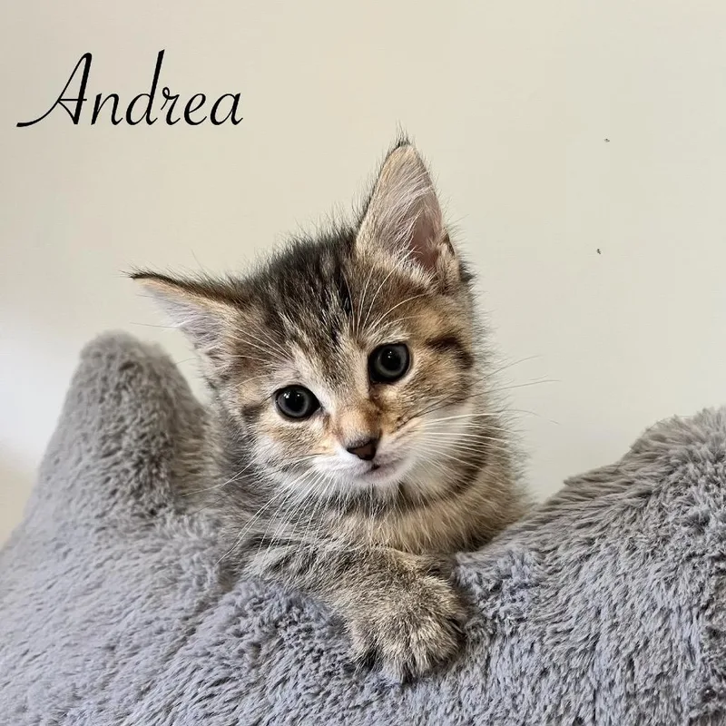 A baby small-sized female Calico Domestic Short Hair cat named Andrea for adoption in Duck River, TN