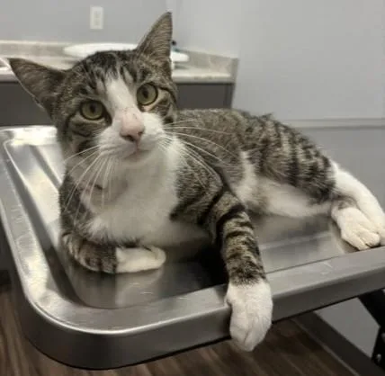 A young medium-sized male Tabby (Brown / Chocolate) Domestic Short Hair cat named Madden for adoption in Pella, IA