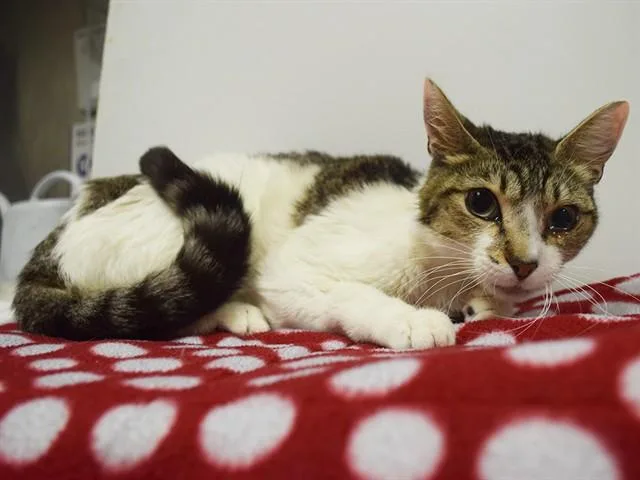 An adult medium-sized female Domestic Short Hair cat named Porche for adoption in Sacramento, CA