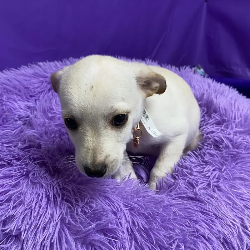 A baby small-sized male White / Cream Miniature Poodle dog named Hummus for adoption in North Myrtle Beach, SC
