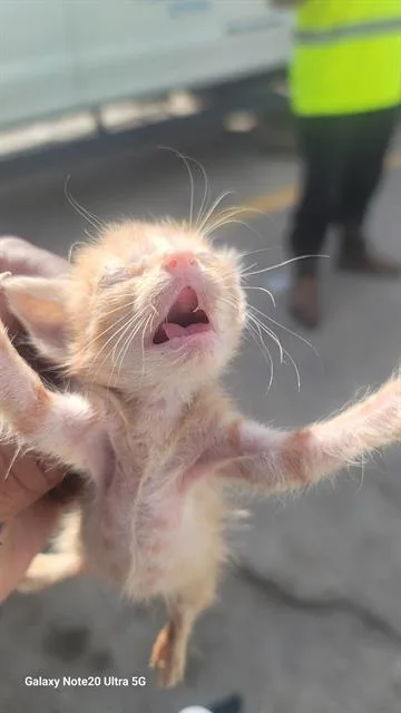 A baby medium-sized female American Curl cat named Skinny for adoption in Dallas, TX