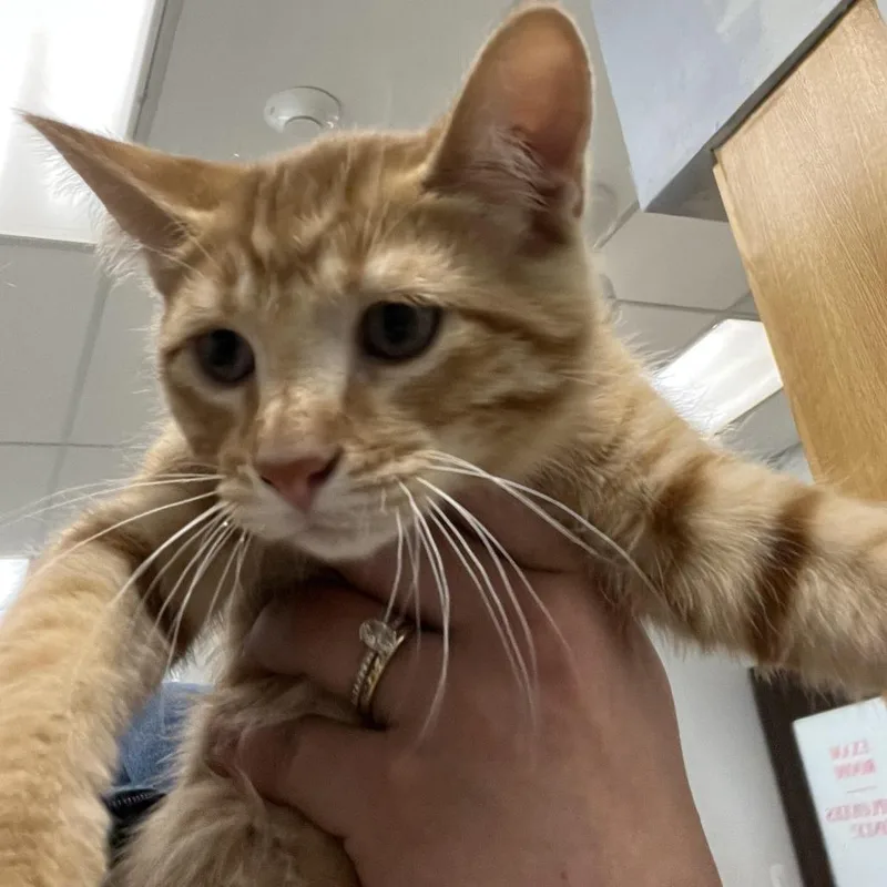 A baby small-sized male Orange / Red Domestic Short Hair cat named Clifford for adoption in Durango, CO