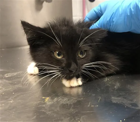 An adult small-sized female Domestic Short Hair cat named Belle for adoption in Hagerstown, MD