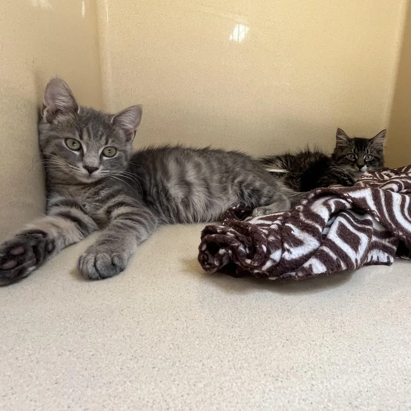 A baby medium-sized female Gray / Blue / Silver Tabby cat named Seasmoke for adoption in Clarksville, VA
