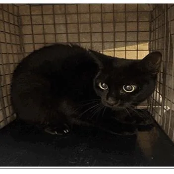 An adult medium-sized female Domestic Short Hair cat named Hailey for adoption in Tampa, FL